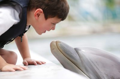 Photo from Island Dolphin Care
